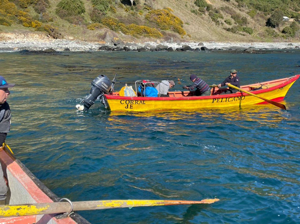 BITECMA's tweet photo. La semana pasada nos trasladamos a la #RegióndeLosRíos para realizar siembra de #erizorojo en el #AMERB #IsladelRey, provenientes del área #Chaihuín C, en un trabajo colaborativo con los pescadores artesanales de ambos sindicatos 🌊📸💪🏼. Financia: @indespacl https://t.co/NLnP0wxGYt