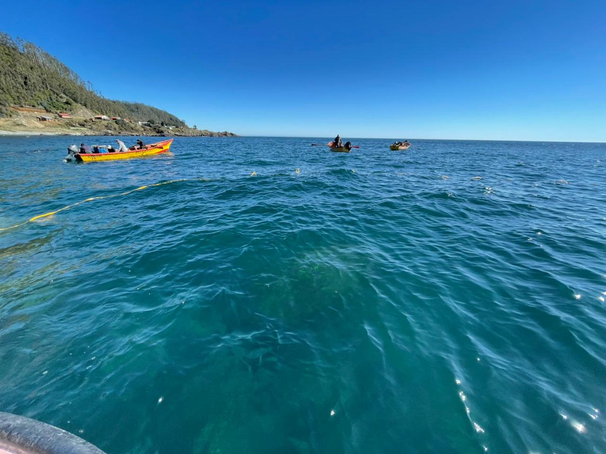 BITECMA's tweet photo. La semana pasada nos trasladamos a la #RegióndeLosRíos para realizar siembra de #erizorojo en el #AMERB #IsladelRey, provenientes del área #Chaihuín C, en un trabajo colaborativo con los pescadores artesanales de ambos sindicatos 🌊📸💪🏼. Financia: @indespacl https://t.co/NLnP0wxGYt