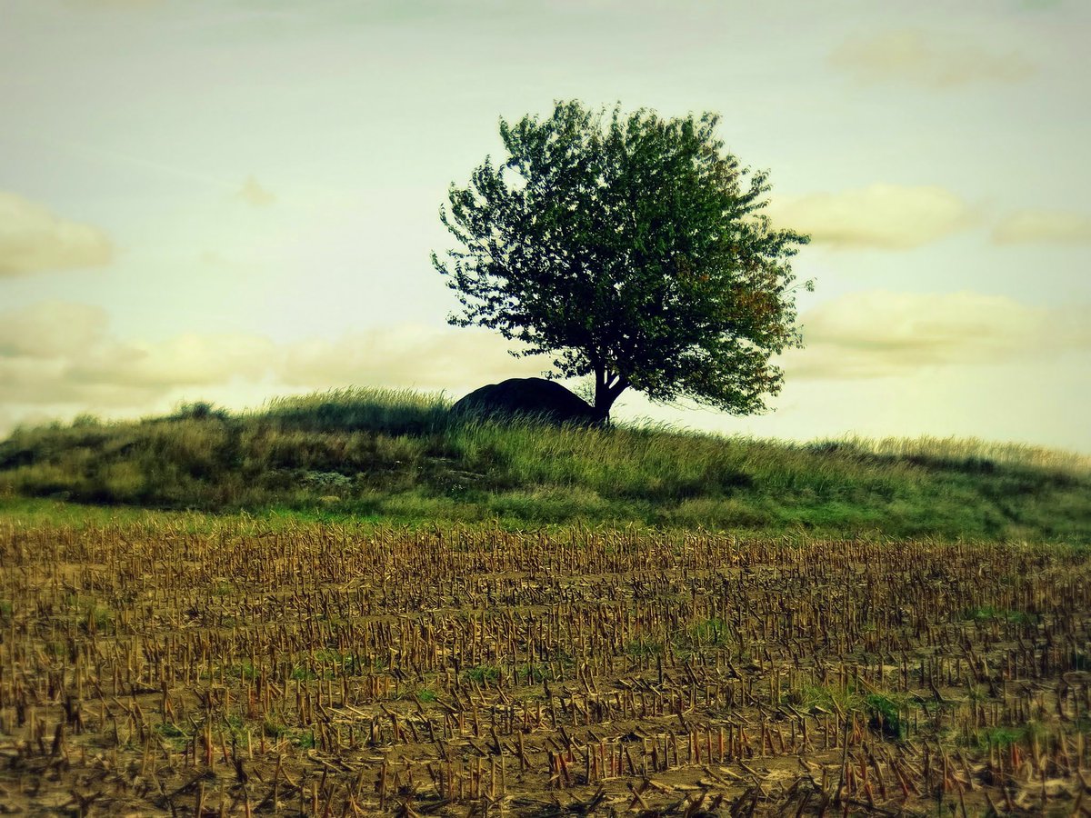 arteemiska's tweet photo. Solitér - Ostrůvek v polích, Jedno z mých oblíbených mist, nedaleko Tasova na Vysočině. #treephotos #landscapephotography #soliter #trees https://t.co/8b7NANQKRR