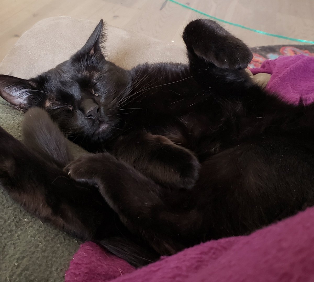 MomkittyCat's tweet photo. Appreciate us!#BlackCatAppreciationDay https://t.co/KrSkSn3xT9