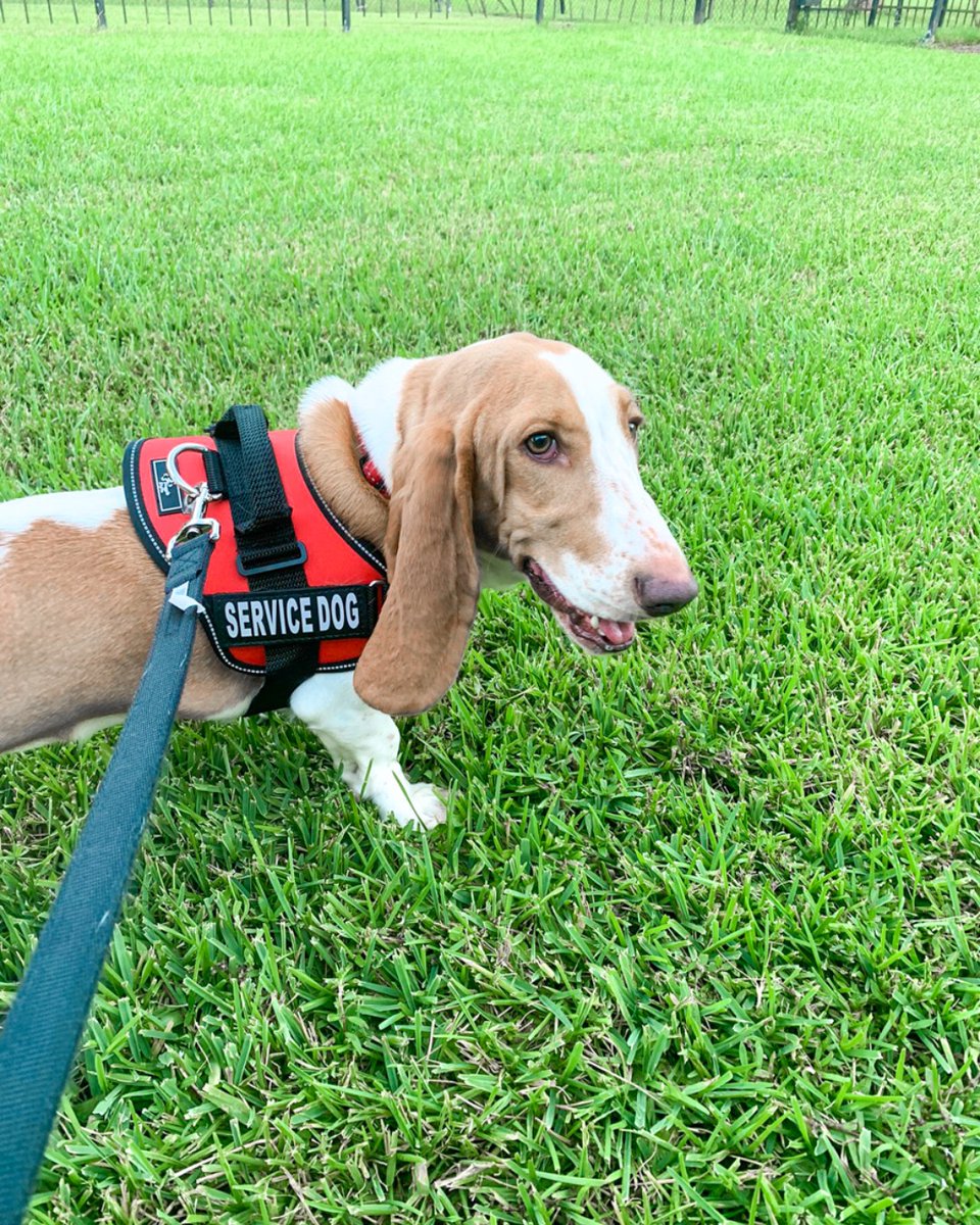 UFA_UHCLhousing's tweet image. Ask us about our service/support animal policy! 

.
#Uhcl #uhclhawks #uhclgrad #uhclearlake #uhclbound #uhclstudentlife #universityforest