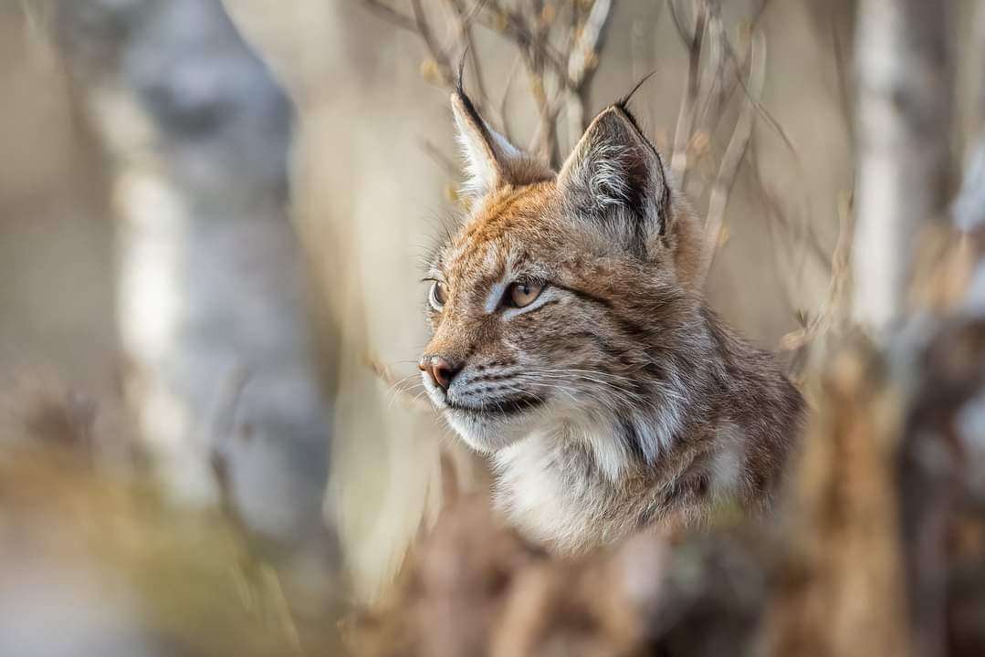 elusive_moose's tweet image. #WordoftheDay Gaupe (lynx) 😍 Photo Jan Drøpping #Norway #Norwegian #wildlife 🐱