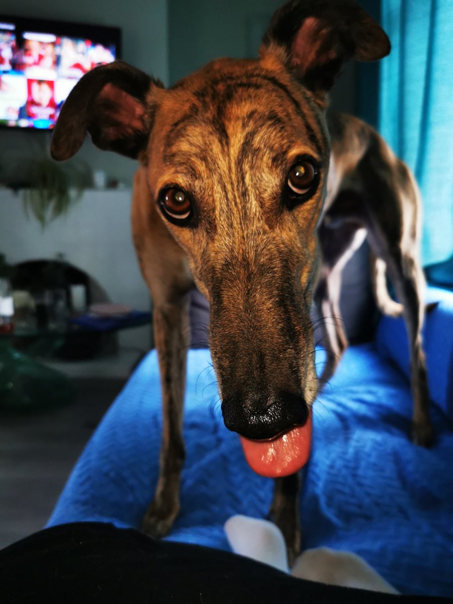 #tongueouttuesday Howdy frens 🐾