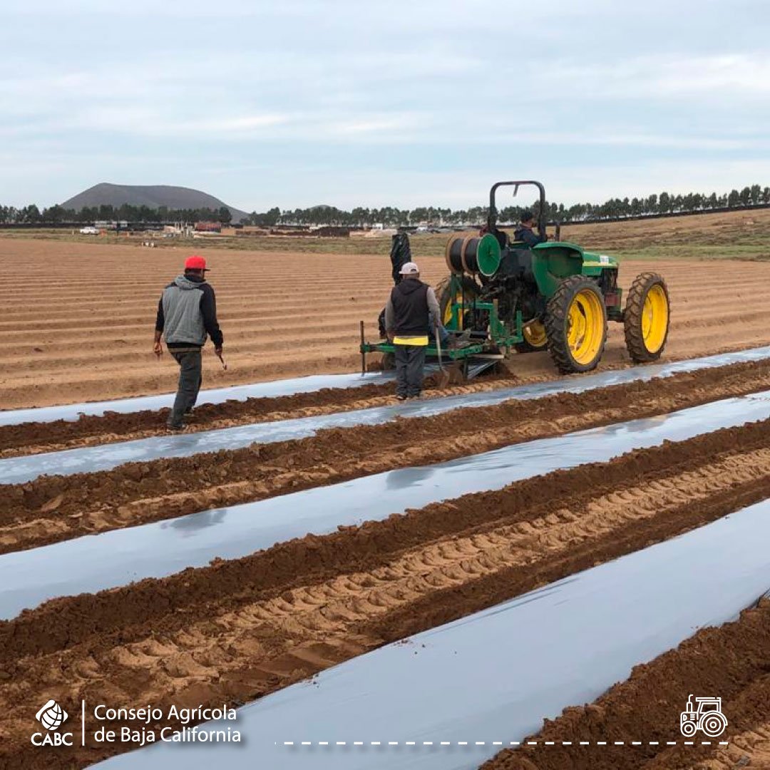 Consejo Agrícola de Baja California tweet media