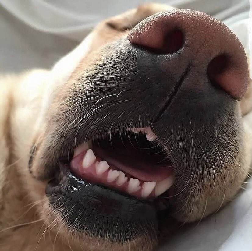 Y las paletitas separadas de un perro dormido bastarán para sanarte