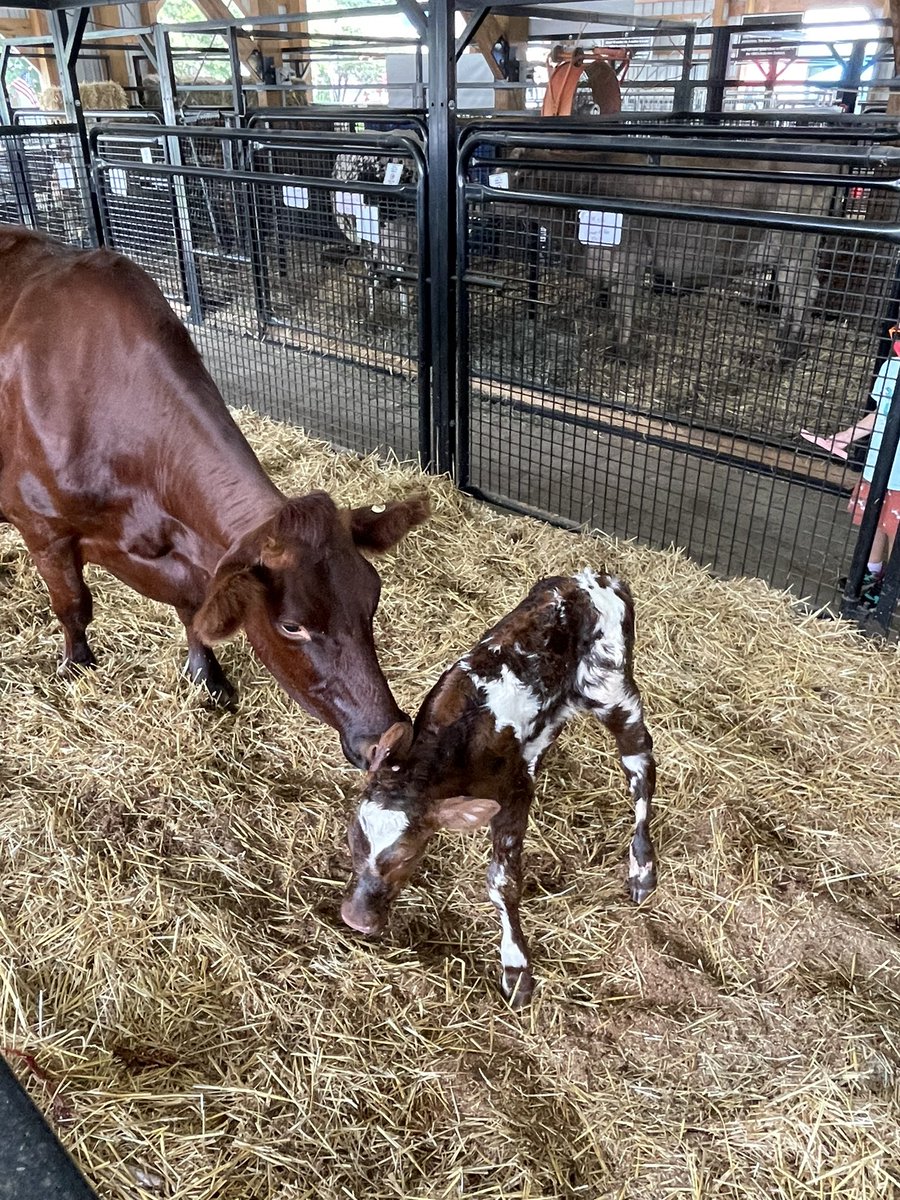 MOCOFAIR's tweet photo. We have another Baby Bull 💙 (Boy) “Mr Liberty”born today in the @AdventistHC Moooternity Ward!  Mama Cow, Independence, was born in 2017 at the fair. 

#mocofair #9bestdaysofsummer #birthingcenter #babycalf https://t.co/9JY8JgSCOk