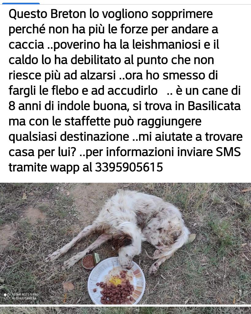 Fenisia Rebizzi tweet media