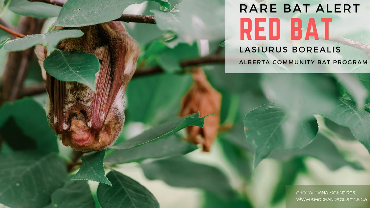 albertabats's tweet photo. An amazing photo of a Red Bat this weekend from a follower in Taber, AB! Excellent example of camouflage (the background shape is a dead leaf). Greyish-red fur indicates this is likely a female. Likely enroute to southern wintering areas! #RareInAlberta #RedBats #AlbertaBats https://t.co/k5ykkSKfys