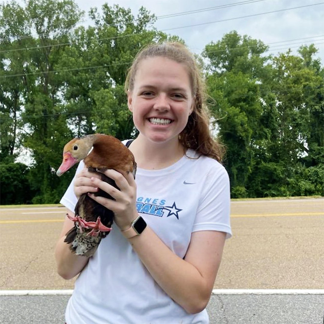 FromCBU's tweet image. Geese and ducks and ducklings, oh my! Just a few shots from the Henson Lab of their summer research and banding session with @tnwildlife. We’ll be keeping a close watch on these CBU Biology folks and their ornithological adventures this fall! instagram.com/thehensonlab