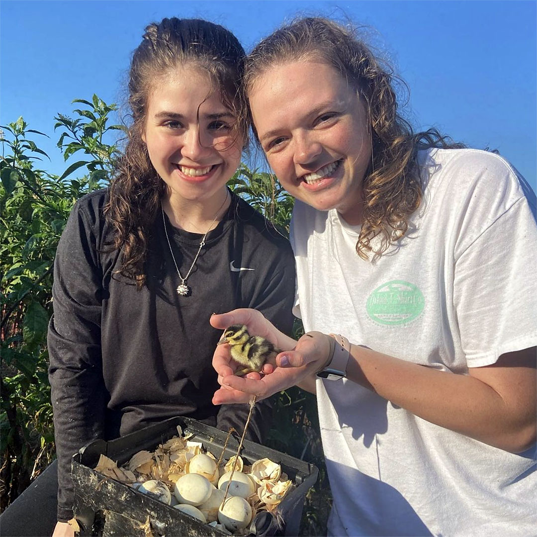FromCBU's tweet image. Geese and ducks and ducklings, oh my! Just a few shots from the Henson Lab of their summer research and banding session with @tnwildlife. We’ll be keeping a close watch on these CBU Biology folks and their ornithological adventures this fall! instagram.com/thehensonlab