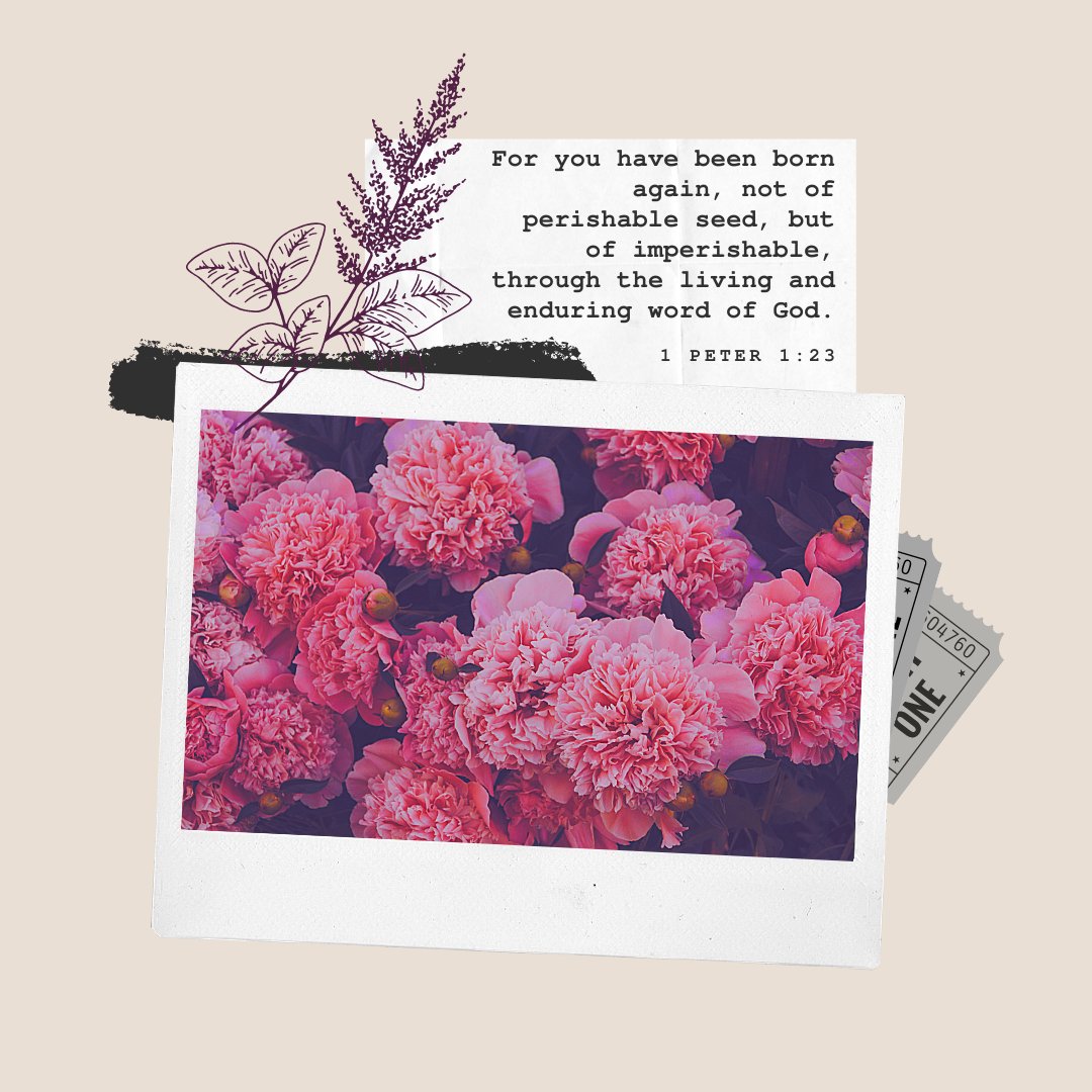 Cityoffaithfl's tweet photo. 🌸🌸🌸 https://t.co/JHpq3QeXK0