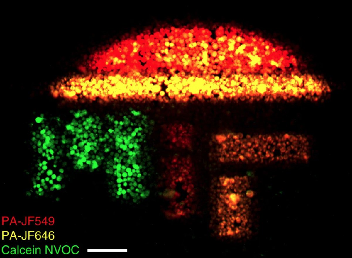 Shalek Lab (@shaleklab) on Twitter photo Lots of possibilities for assaying live cells in/ex situ - track spatiotemporal dynamics in situ, measure biophysical and/or omic cellular features, link to functional outputs, and more!
<a href="/mit_hst/">HST</a> <a href="/broadinstitute/">Broad Institute</a> <a href="/ChemistryMIT/">MIT Chemistry</a> <a href="/MIT_IMES/">MIT IMES</a> <a href="/ragoninstitute/">Ragon Institute</a> <a href="/kochinstitute/">Koch Institute at MIT</a> <a href="/harvardmed/">Harvard Medical School</a> Lots of possibilities for assaying live cells in/ex situ - track spatiotemporal dynamics in situ, measure biophysical and/or omic cellular features, link to functional outputs, and more!
<a href="/mit_hst/">HST</a> <a href="/broadinstitute/">Broad Institute</a> <a href="/ChemistryMIT/">MIT Chemistry</a> <a href="/MIT_IMES/">MIT IMES</a> <a href="/ragoninstitute/">Ragon Institute</a> <a href="/kochinstitute/">Koch Institute at MIT</a> <a href="/harvardmed/">Harvard Medical School</a>