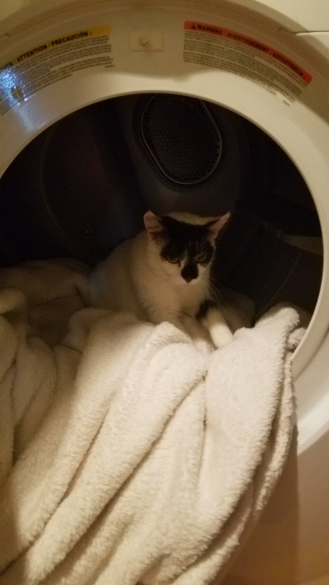 CassandraHoge's tweet photo. I cant stop laughing my cat Sweeney crawled in the dryer while I was getting clothes out. I had to keep doing laundry though so I put a blanket in there for him instead the little weirdo woyldnt leave his toasty tunnel 😂😂😂 https://t.co/3sxiOgxj0b