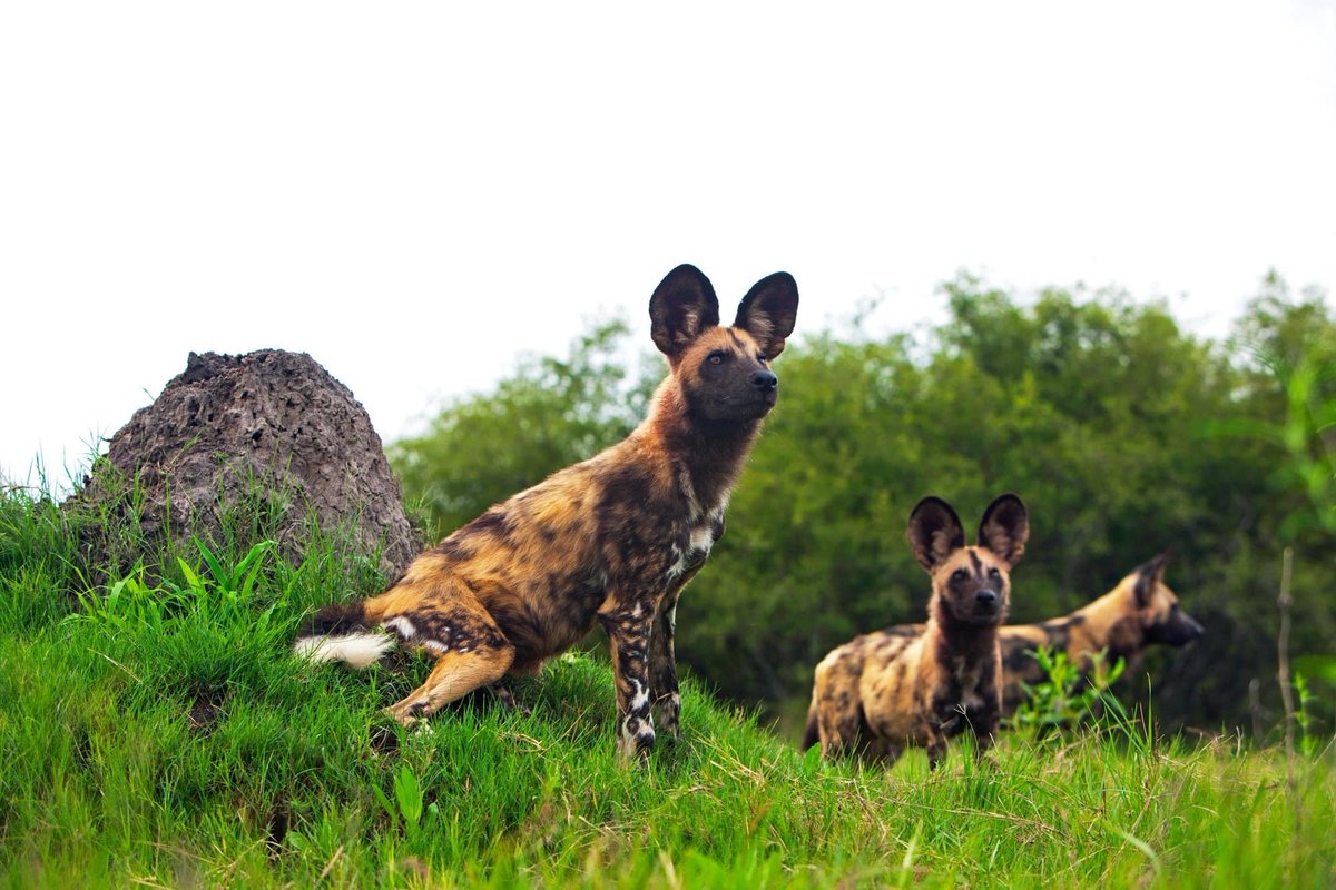 GreatPlainsCons's tweet image. African painted dog numbers have dropped dramatically in recent decades and they are currently one of Africa’s most endangered carnivores. Thankfully, we’ve been spotting a lot  of these canines recently at #Selinda Reserve and on the #Duba Plains concession.
📷 Beverly Joubert