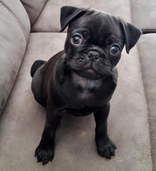 millypod1's tweet photo. 🆘11 AUG 2021. LOCAL HELP NEEDED😢
RAYA #STILLMISSING #Lost #ScanMe 

ANYONE IN AREA WITH A DRONE??

YOUNG Black Pug Female. (Spayed)
Gates Bridge nr #Exbury #Hampshire #SO45  
Wearing a bright orange k9 harness
SIGHTINGS PLZ☎️07928125895
https://t.co/Lb1CGoK8Rk https://t.co/LFRg4GrwVt