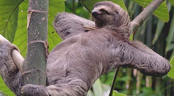 Sloths always look like they didn’t realize that those brownies were edibles and now they want to know if you think god looks like Benadryl Cucumberch