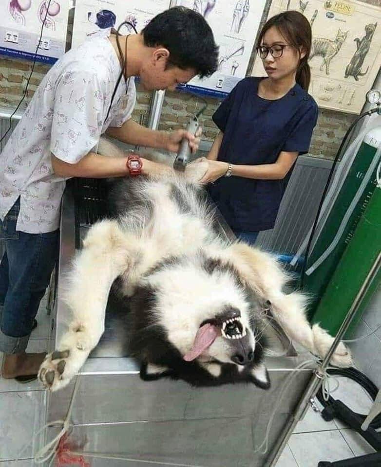 icechitsu's tweet image. อีเหี้ย 55555555555555555555555555555555555 สงสารน้อง แต่ก็หยุดขำไม่ได้