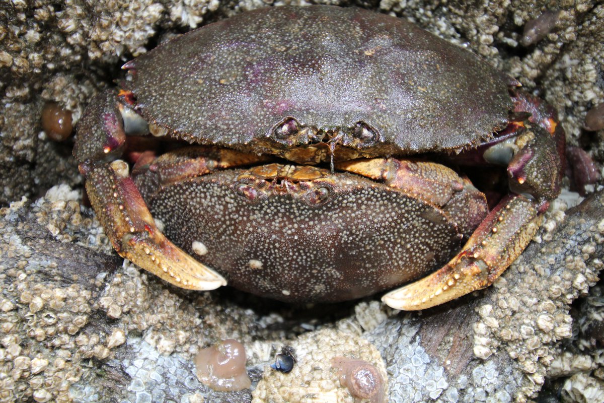 New Podcast!

Join Hilary Wilkinson from @VedaEnviro as she talks with our very own Jason Morgan, Marine Projects Manager at the Northwest Straits Foundation, about our #CatchMoreCrab Campaign!

Find the podcast below!

conservationcafe.org