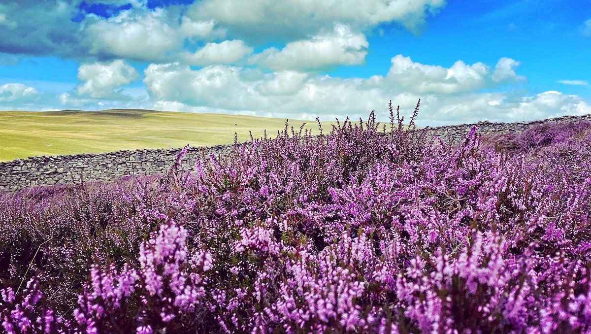 oldcrofthouse's tweet photo. The heady sweet scent of the heather
#heather #purplehaze💜 #sweetscented #moorland #scentofsummer #spectacularnature #heather #summer #walkingbritain #walkinguk #TravelTuesday #walkingholidays #smardalefell #wainwrightswalks #coasttocoast #coasttocoastwalk #landscapephotography https://t.co/l2EhPyV5EW