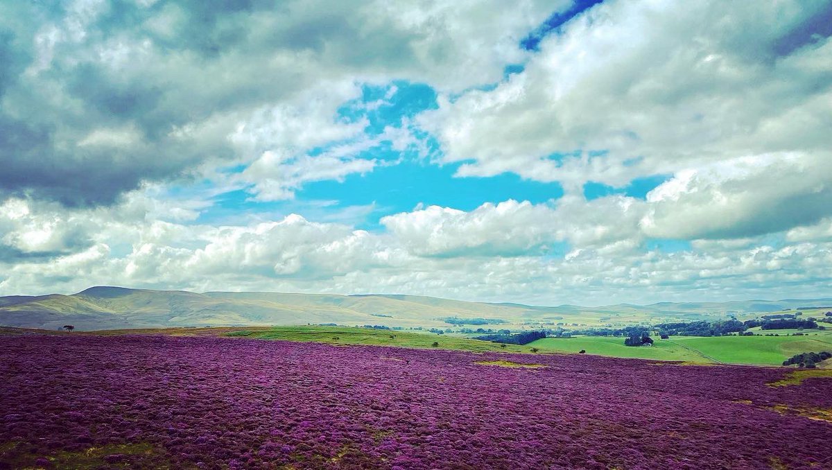 oldcrofthouse's tweet photo. The heady sweet scent of the heather
#heather #purplehaze💜 #sweetscented #moorland #scentofsummer #spectacularnature #heather #summer #walkingbritain #walkinguk #TravelTuesday #walkingholidays #smardalefell #wainwrightswalks #coasttocoast #coasttocoastwalk #landscapephotography https://t.co/l2EhPyV5EW