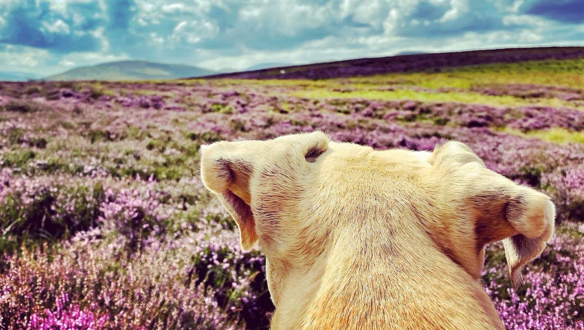 oldcrofthouse's tweet photo. The heady sweet scent of the heather
#heather #purplehaze💜 #sweetscented #moorland #scentofsummer #spectacularnature #heather #summer #walkingbritain #walkinguk #TravelTuesday #walkingholidays #smardalefell #wainwrightswalks #coasttocoast #coasttocoastwalk #landscapephotography https://t.co/l2EhPyV5EW
