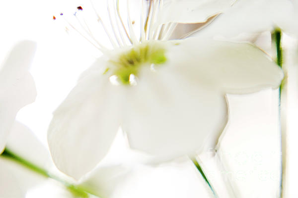 GingrichPhoto's tweet photo. New artwork for sale! - "Flower-0214CC" - https://t.co/jWYFdyzkrb @fineartamerica https://t.co/4sZr5LcHGJ