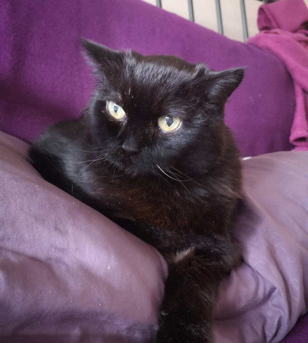 hawkes_kim's tweet photo. 💜🖤It's our special day!!🖤💜#BlackCatAppreciationDay Sending lots of love to all #blackcats 🖤
#CatsOfTwitter 🐾 #panfurs https://t.co/bUFnkhqtzO