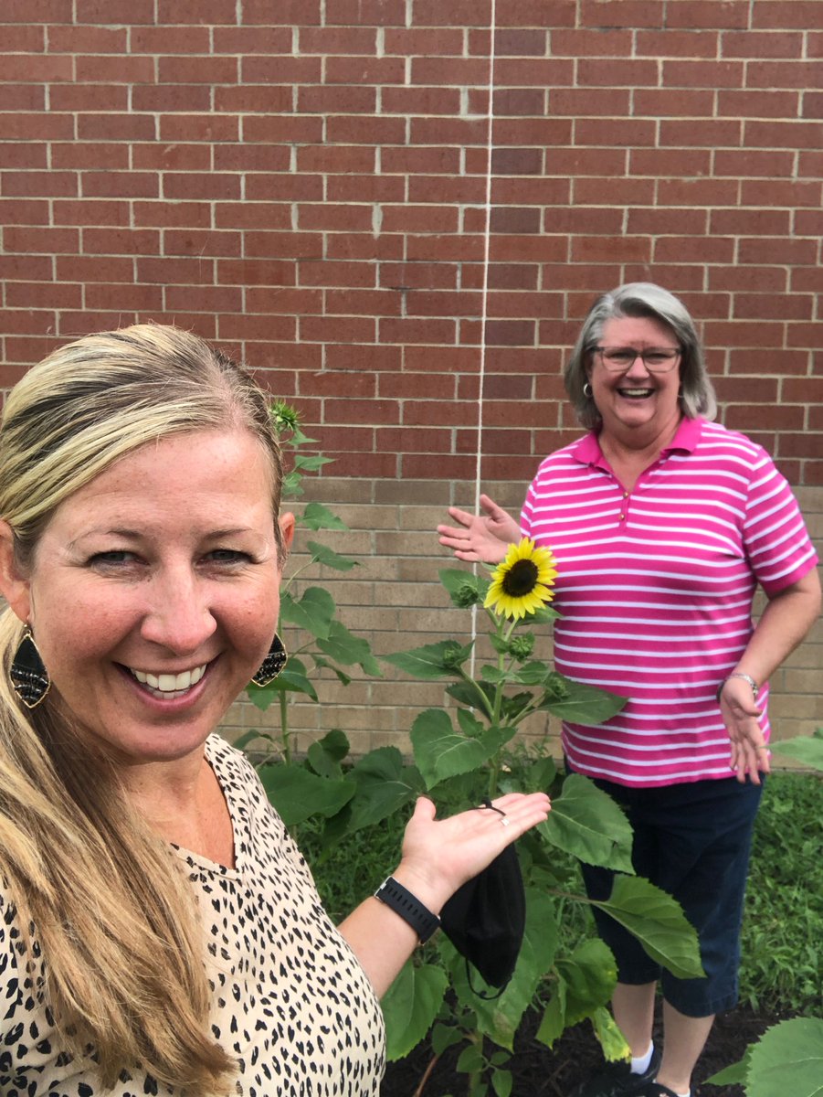 kcbrintle's tweet photo. Sunflowers bloom in our garden, just in time for students next week! @MACSchools @AgClassroom @NorySantillan @Levi_Goins https://t.co/huORVEIL9d