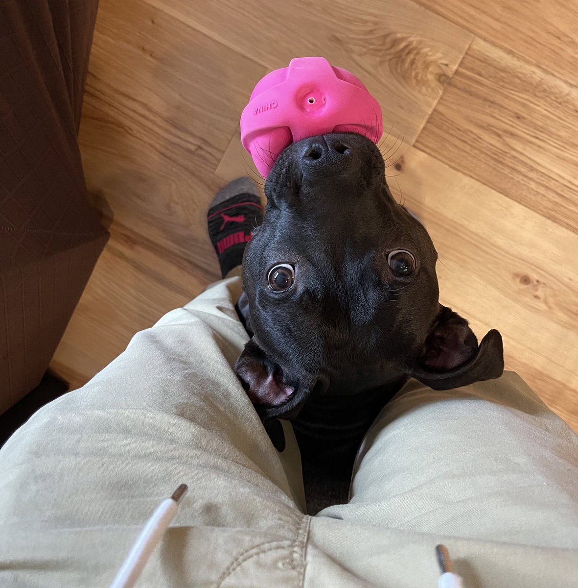 nerdiosity's tweet image. “I have a ball” #RubySunshine #trippinghazard