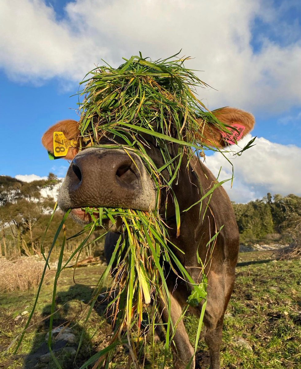 hourly cows (@hourlycows_) on Twitter photo 