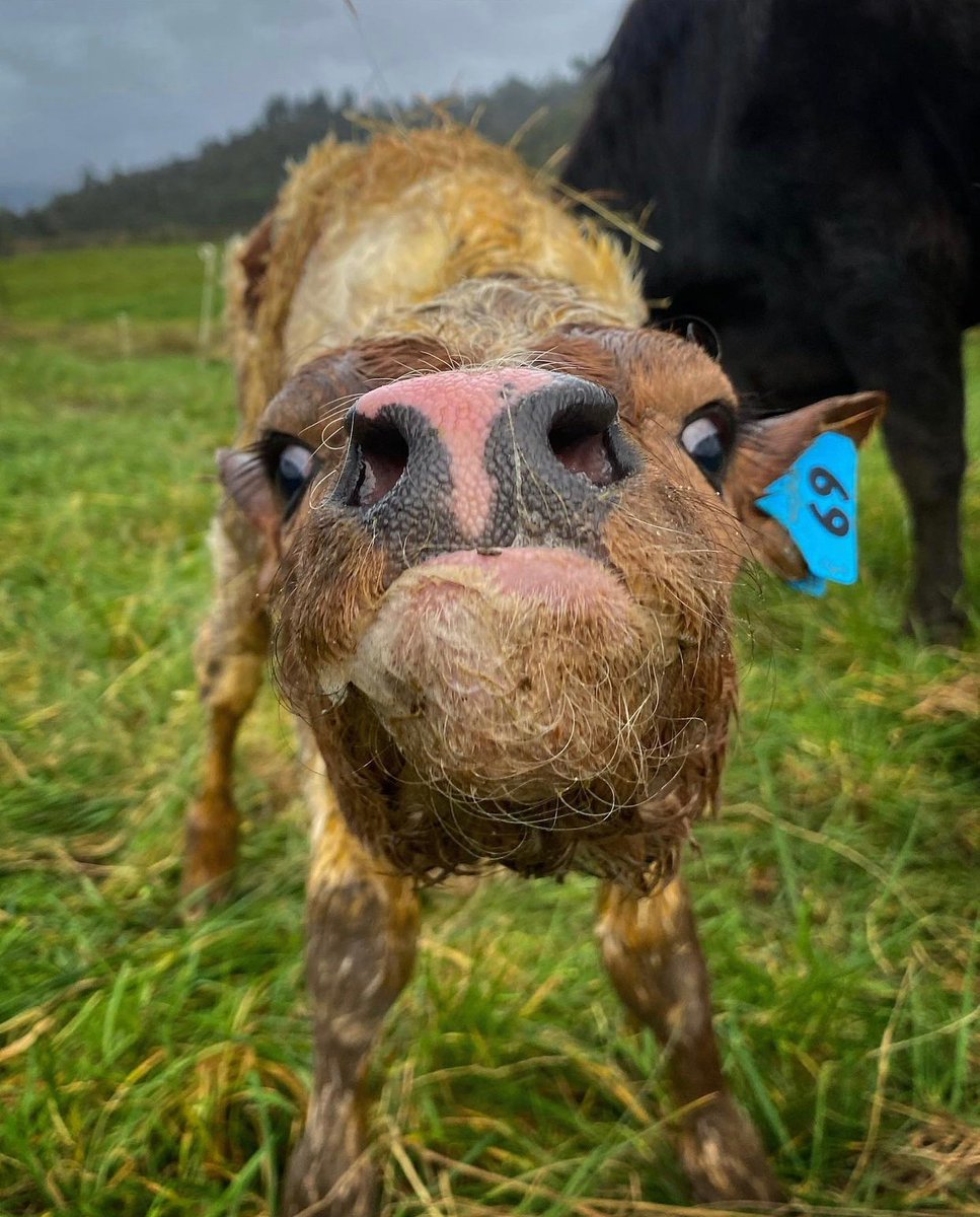 hourly cows (@hourlycows_) on Twitter photo 