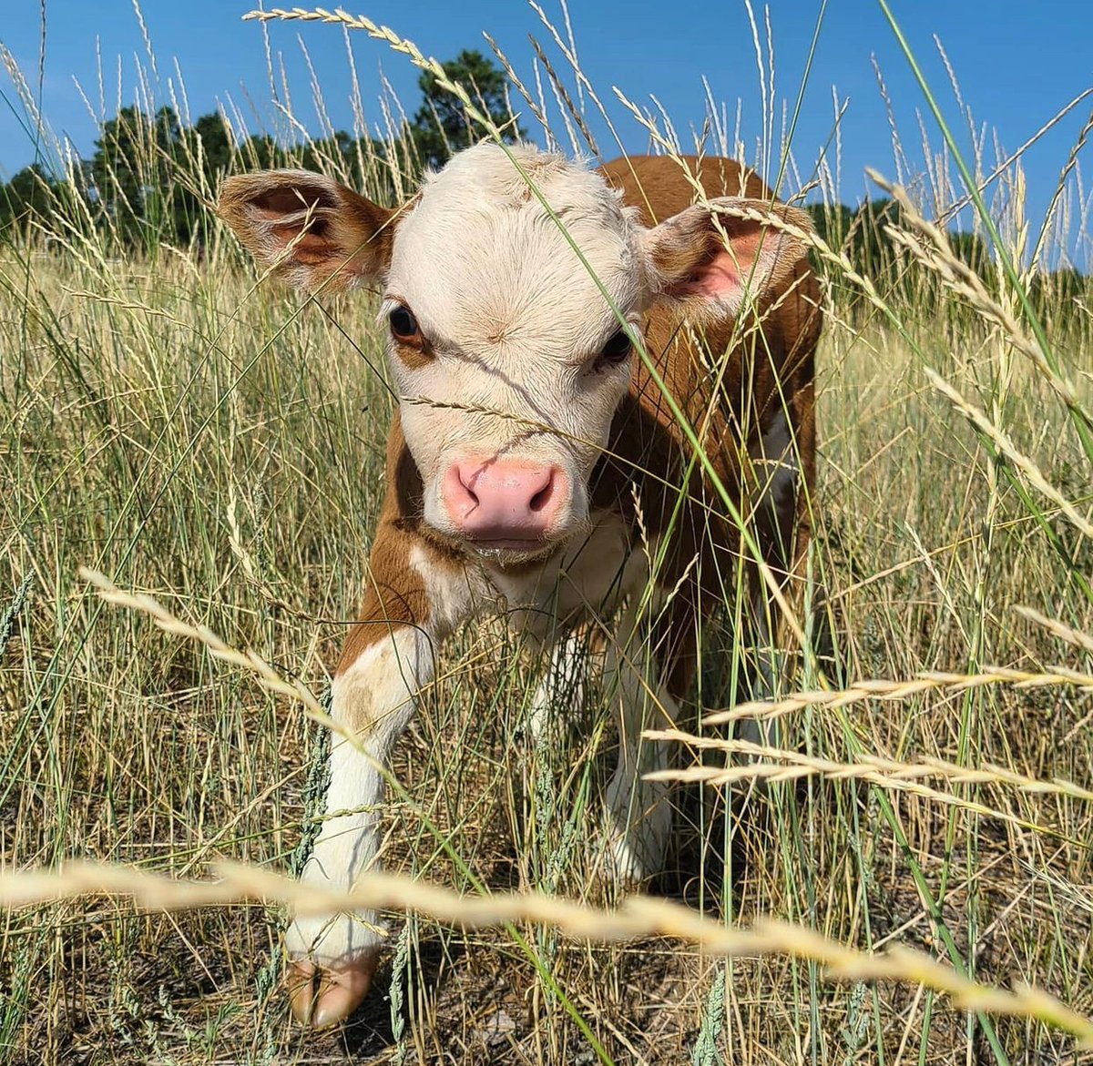 hourly cows (@hourlycows_) on Twitter photo 