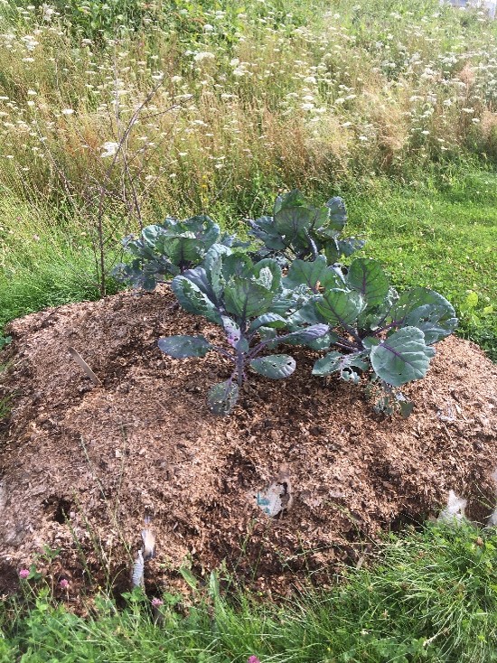 CaerphillyMCC's tweet photo. Come and visit our Digital Wildlife Garden :
https://t.co/aKlDWSUpQc
Or in person at the Miners Centre and find out about our trees and new hugel beds....
#GetInvoved #ClimateAction #Caerphilly https://t.co/pRuFH53G0H