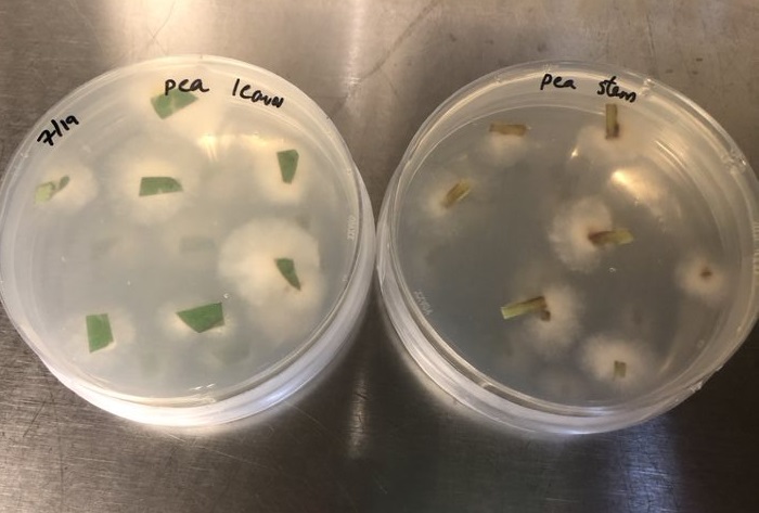 MicroMGx tweet media