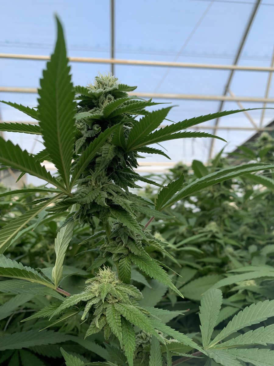 TheShow7488's tweet photo. With these new benches this place is stacked full of frost everywhere. #i502 #Marprod #QueenKush. #NewGlue #Smartys https://t.co/9inoh0tlHo