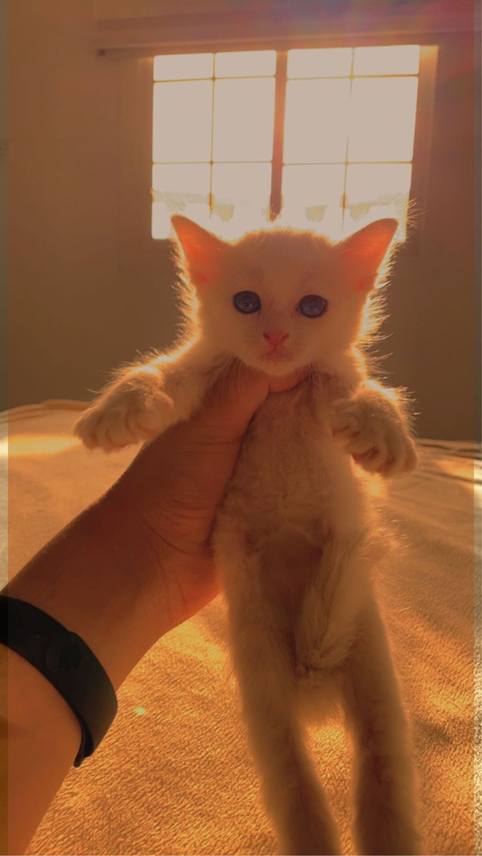 cat_taif's tweet photo. الجنس : انثى
النوع : شيرازي 
لون العيون : رمادي غامق 
اللون : ابيض صافي
العمر :55 يوم 
الحاله الصحية : جيدة جدًا ولا تعاني اي امراض 
لعوبه جداً وحنونة
السعر :400 https://t.co/wT7KHfjpsK