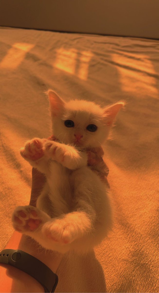 cat_taif's tweet photo. الجنس : انثى
النوع : شيرازي 
لون العيون : رمادي غامق 
اللون : ابيض صافي
العمر :55 يوم 
الحاله الصحية : جيدة جدًا ولا تعاني اي امراض 
لعوبه جداً وحنونة
السعر :400 https://t.co/wT7KHfjpsK