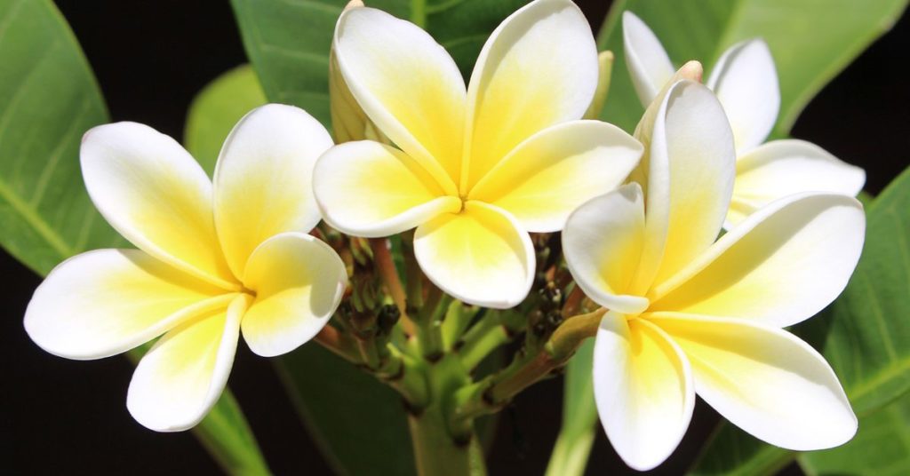 อันนี้ไม่รู้ว้าวไหมแต่เราชอบมาก ลั่นทม ไม่ได้มีความหมายว่าระทมทุกข์ แต่คำว่า 'ลั่น' แปลว่า ละทิ้ง ส่วน 'ทม' ก็คือ ทุกข์ระทม ดังนั้นลั่นทมจึงแปลว่าการละทิ้งซึ่งความทุกข์ ส่วนอีกแนวคิดหนึ่งคือเพี้ยนมาจากคำว่า 'สรันธม' เป็นภาษาเขมรโบราณ แปลว่า ดอกไม้แห่งรักที่มั่นคง