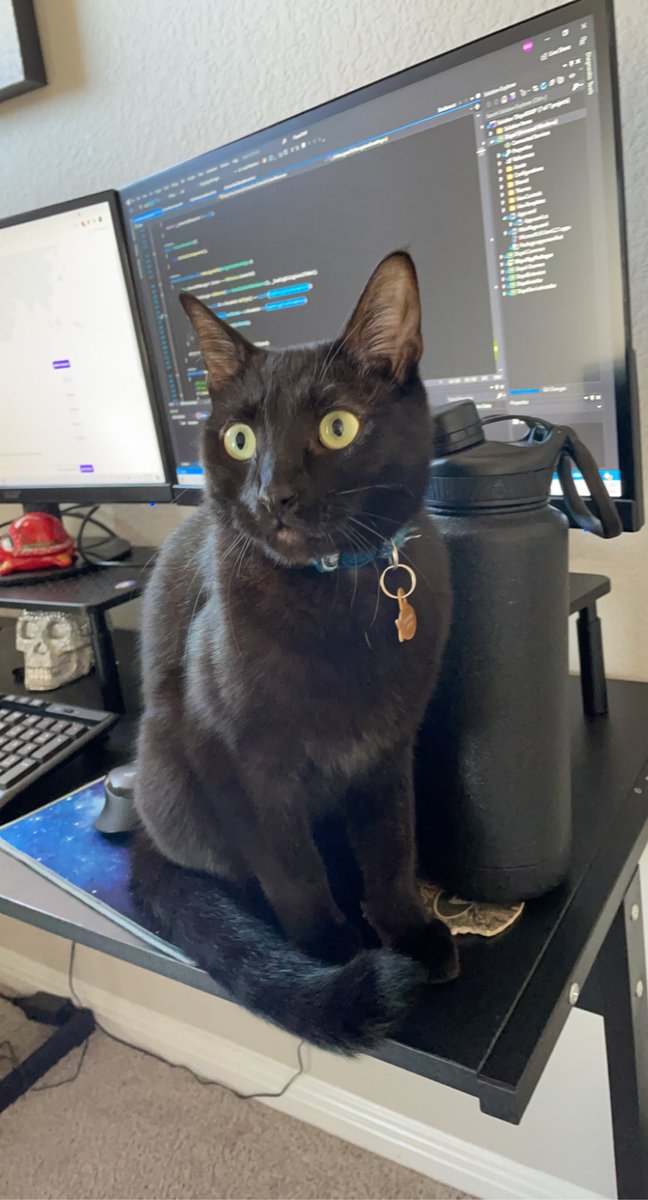 MichaelVanant's tweet photo. Here is my stupid boy for  #BlackCatAppreciationDay
No thoughts, head empty https://t.co/fHFdwTh4LM