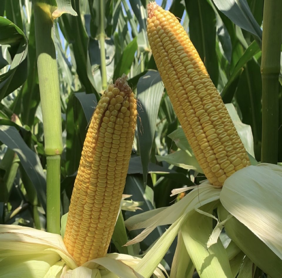 brentbrekke's tweet photo. ⁦@ChannelSeed⁩ 214-78DGVT2P showing excellent drought tolerance and promising yield. Easy to see how this can be our next bin buster hybrid! https://t.co/rdwc1daD5b