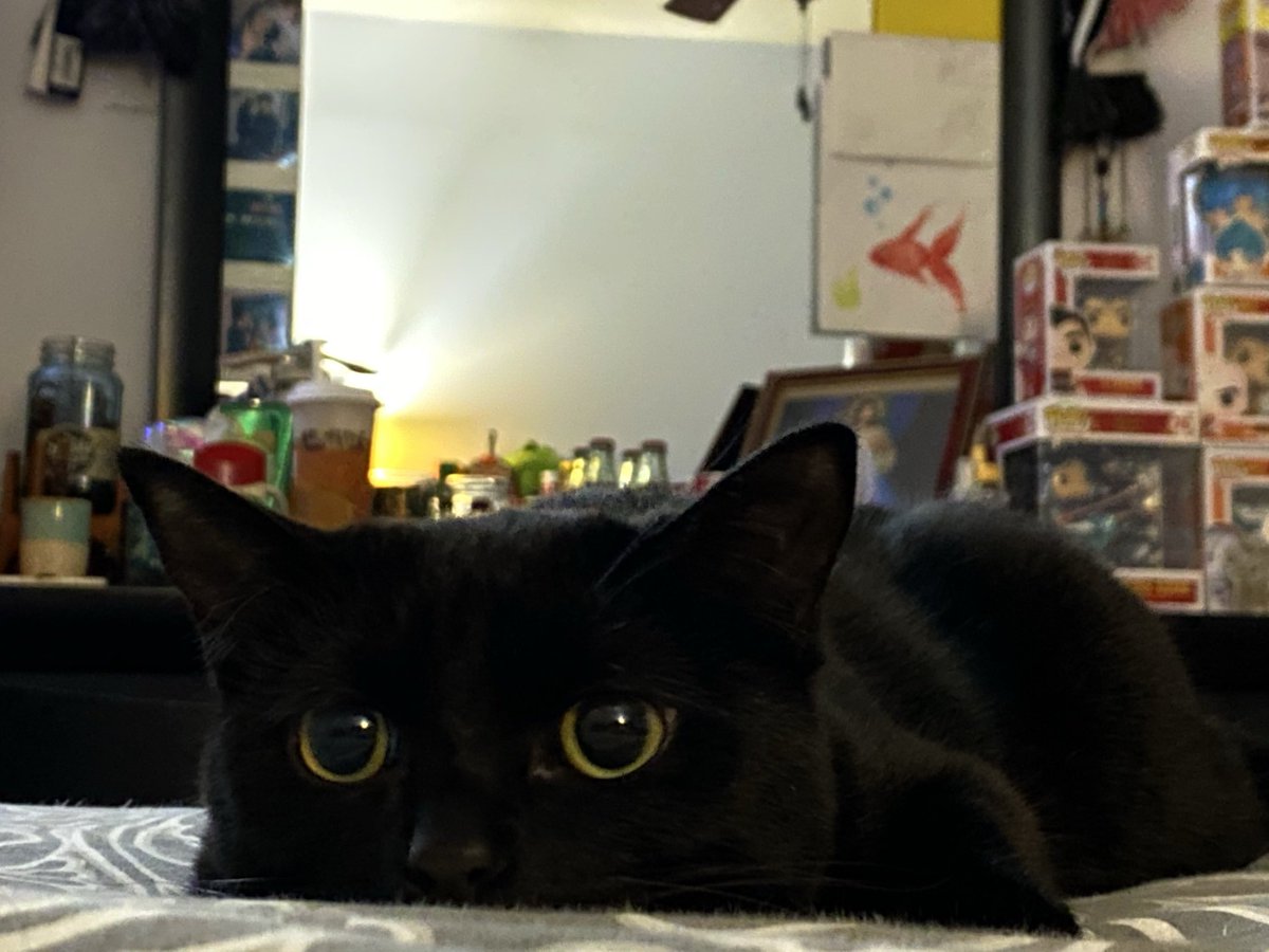 Mezcalpapi's tweet photo. Chef peepee😚😚 #BlackCatAppreciationDay https://t.co/P7FCb1A51B
