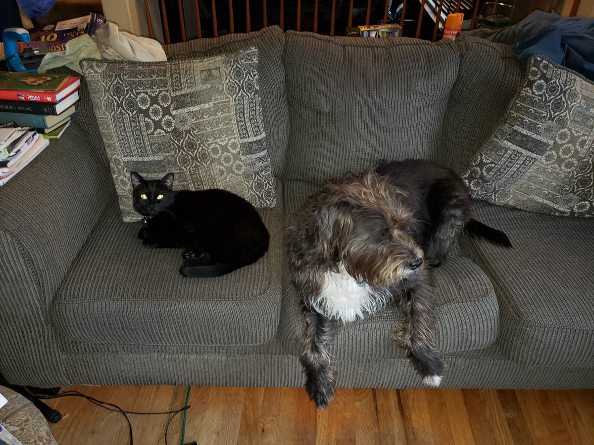 #BlackCatAppreciationDay