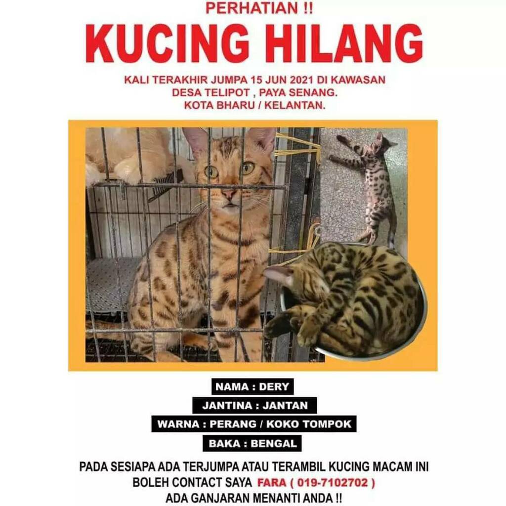 Kucing Hilang Jumpa Malaysia On Twitter Kucing Hilang Sudah 3bulan Kucing Saya Hilang Stiap Hari Cari Poster Pun Dah Tampal Tapi Masih Belum Ketemu Kadang Smpai Bawak Ke Mimpi