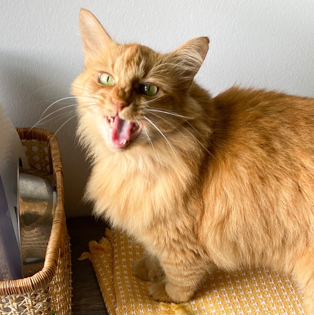 loveatfirstsit's tweet photo. As decreed by our Royal Highness AKA the Town Cryer, Marmalade: “Way down deep, we’re all motivated by the same urges. Cats have the courage to live by them.” ~ Davis (cartoonist, Garfield) #TuesdayFeeling #CatsOfTwitter #loveatfirstsit https://t.co/ADPB0lzbkB
