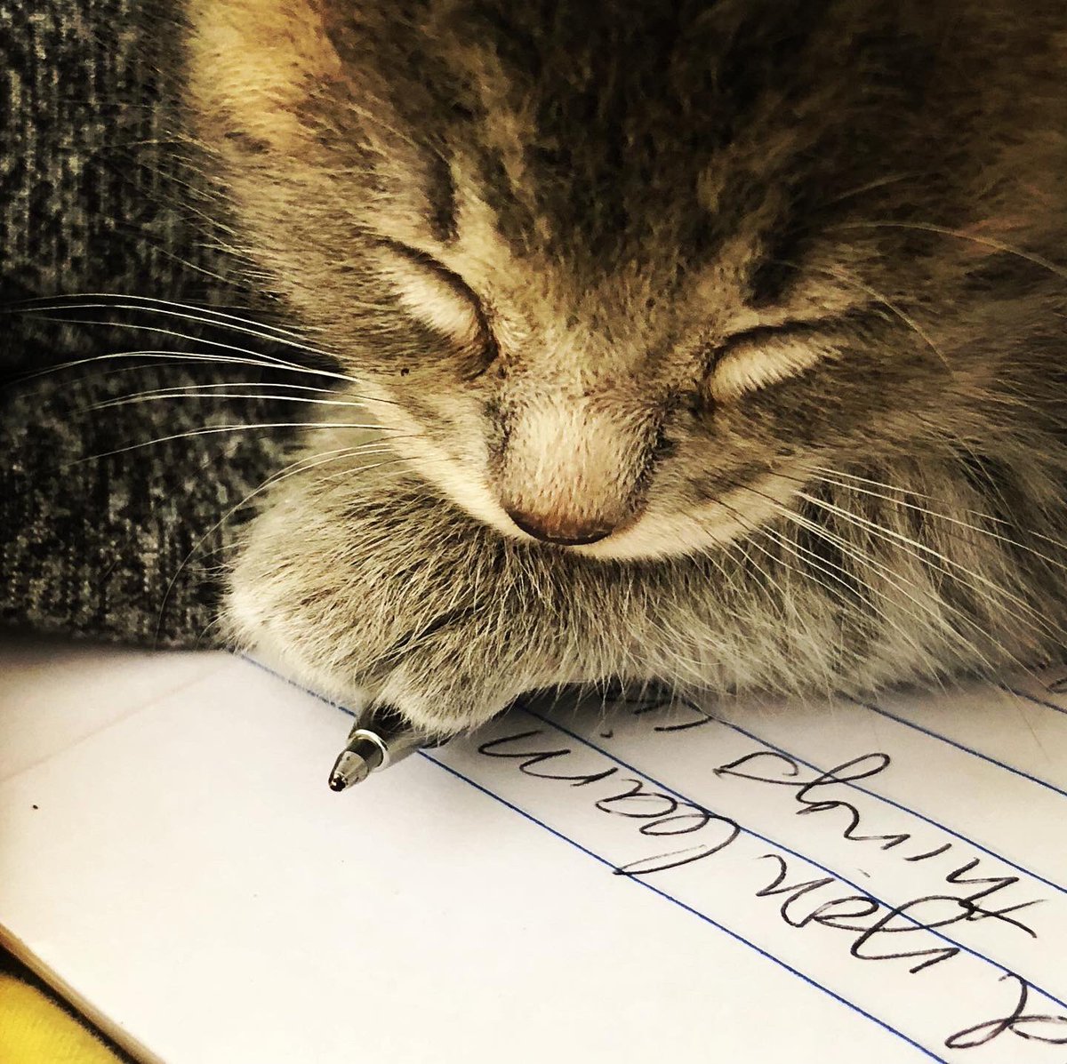 vickithewriter's tweet photo. I invited my mews to help me with a new story idea, but she fell asleep on the job. https://t.co/5RJvLzDWNo