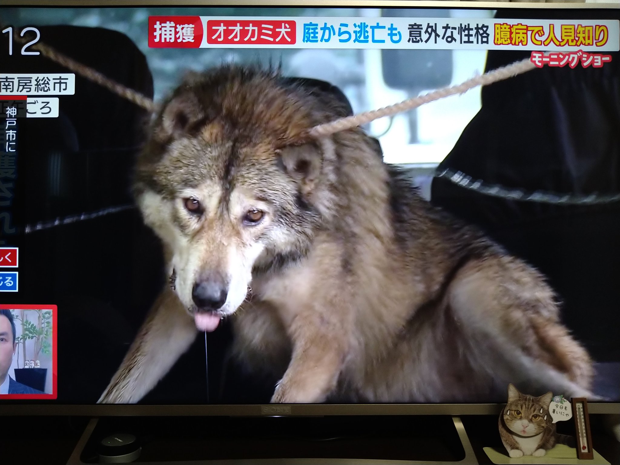 風とライオン 狼犬捕獲の酷さと煽るtv報道 捕獲に沢山の人数で追い込む ワイヤー2本とロープ２本で引きずり出す 羽鳥アナの解説は見が血走ってとか 狼犬は凶暴の様な解説 実際は臆病で人見知りな犬 玉川氏は報道が煽っていると述べると羽鳥アナは知ら