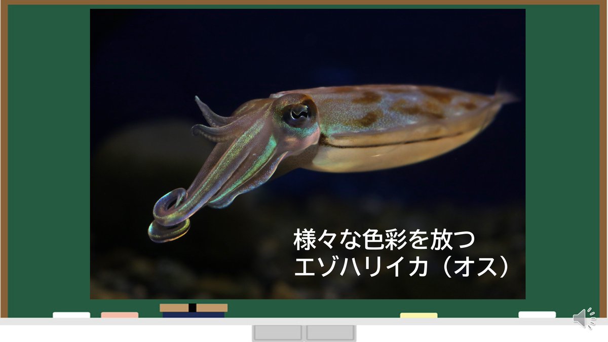 頭足類 بحث في تويتر