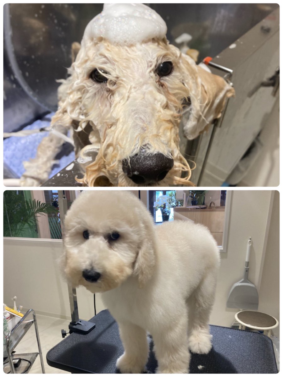スタンダードプードル子犬 Twitter Search Twitter