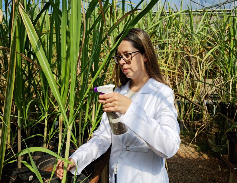 Neids11's tweet image. Research is awarded in 8th Plant Nitric Oxide International Meeting 🙂

The research showed that the application of nitric oxide releasing nanoparticles improves to recover plants in drought conditions.

iac.sp.gov.br/noticiasdetalh…