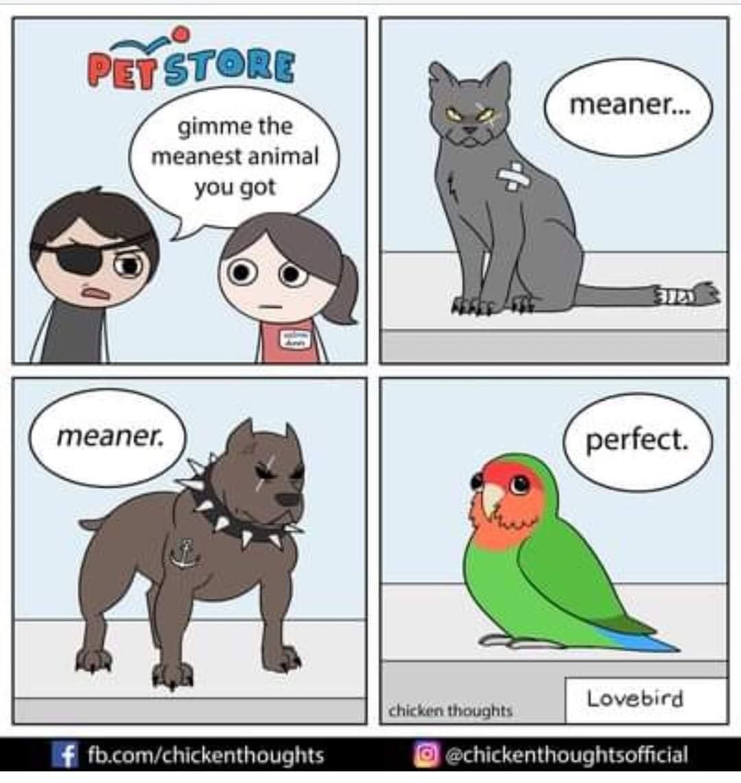 zrcraig's tweet photo. I see no lies #birdparent 😆 https://t.co/uc4S7FWI0w